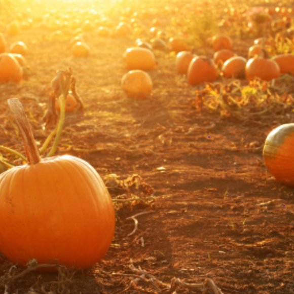 Halloween Costumes Theatre Props and More - Picture 2 of 16